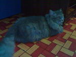 Pe'ah - Domestic Long Hair Cat