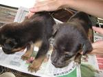 2 Little Tweety - Mixed Breed Dog