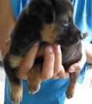 2 Little Tweety - Mixed Breed Dog