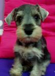 PF4896 - Schnauzer Dog