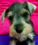 PF4896 - Schnauzer Dog