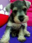 PF4896 - Schnauzer Dog