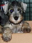 PF4896 - Schnauzer Dog