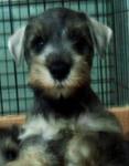 PF4896 - Schnauzer Dog