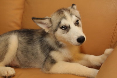 Huksy Wit Certificate And Microchip - Husky + Siberian Husky Dog