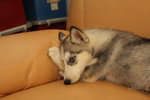 Huksy Wit Certificate And Microchip - Husky + Siberian Husky Dog