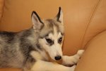 Huksy Wit Certificate And Microchip - Husky + Siberian Husky Dog