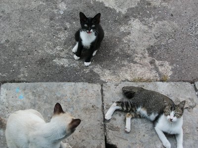 Benjamin And Kevin With Leornardo - Tuxedo + Bengal Cat