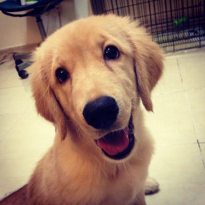 Sabine - Golden Retriever Dog