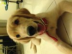 Sabine - Golden Retriever Dog