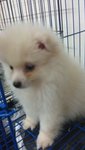 White Cream Coat Pomeranian