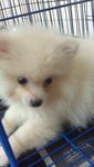  White Cream  Pomeranian Puppies - Pomeranian Dog