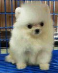  White Cream  Pomeranian Puppies - Pomeranian Dog