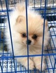 Tiny Cream Pomeranian