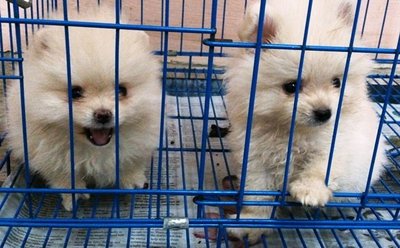  White Cream  Pomeranian Puppies - Pomeranian Dog