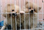  White Cream  Pomeranian Puppies - Pomeranian Dog