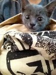 PF48079 - Russian Blue Cat