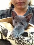 PF48079 - Russian Blue Cat