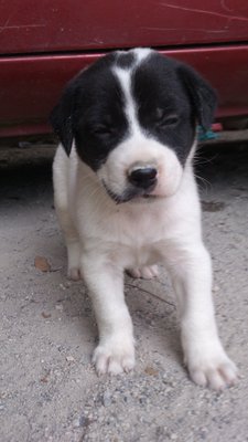 Haven Get The Name Yet - Mixed Breed Dog