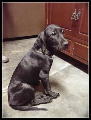 Wesley - Cocker Spaniel Mix Dog