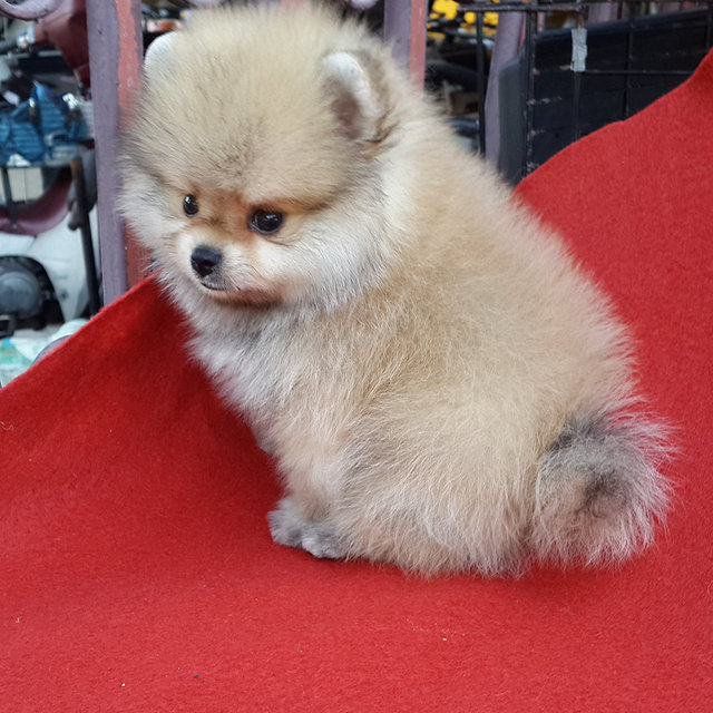 Teddy Bear  Orange Pomeranian - Pomeranian Dog