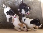 from left scotch girl, boy (white/yellow, adopted),from right ,snoopy girl, simly girl