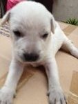 11 Cute Puppies  - Mixed Breed Dog