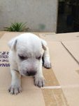 11 Cute Puppies  - Mixed Breed Dog