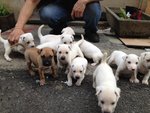 11 Cute Puppies  - Mixed Breed Dog