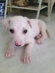 11 Cute Puppies  - Mixed Breed Dog