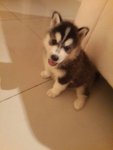 Cizar - Siberian Husky Dog