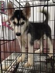 Black White Husky  - Siberian Husky Dog