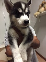 Black White Husky  - Siberian Husky Dog