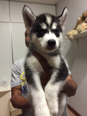 Black White Husky  - Siberian Husky Dog