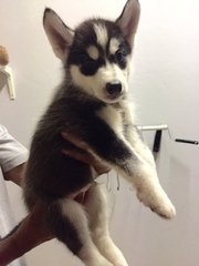 Black White Husky  - Siberian Husky Dog