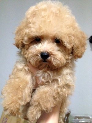 Teddy Bear Small Size Poodle  - Poodle Dog