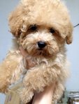 Teddy Bear Small Size Poodle  - Poodle Dog