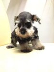 Salt And Pepper Mini Schnauzer Sale - Schnauzer Dog