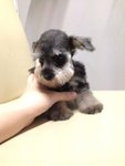 Salt And Pepper Mini Schnauzer Sale - Schnauzer Dog