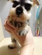 Salt And Pepper Mini Schnauzer Sale - Schnauzer Dog