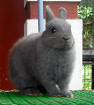 Netherland Dwarf Nd Baby Rabbit 18 - Netherland Dwarf Rabbit