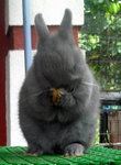 Netherland Dwarf Nd Baby Rabbit 18 - Netherland Dwarf Rabbit