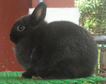 Netherland Dwarf Nd Baby Rabbit 19 - Netherland Dwarf Rabbit