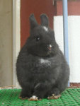 Netherland Dwarf Nd Baby Rabbit 19 - Netherland Dwarf Rabbit