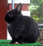 Netherland Dwarf Nd Baby Rabbit 19 - Netherland Dwarf Rabbit