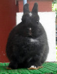 Netherland Dwarf Nd Baby Rabbit 19 - Netherland Dwarf Rabbit