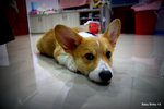 Binky - Welsh Corgi Dog