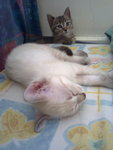 Mek, Manis And Manja - Siamese + Domestic Short Hair Cat