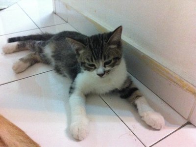 3 Kittens For Adoption - Domestic Medium Hair Cat