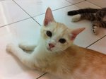 3 Kittens For Adoption - Domestic Medium Hair Cat